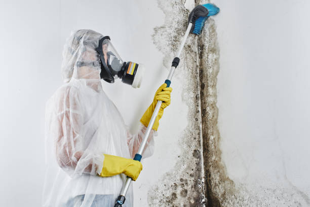 Best Post-Flood Mold Remediation in North Massapequa, NY